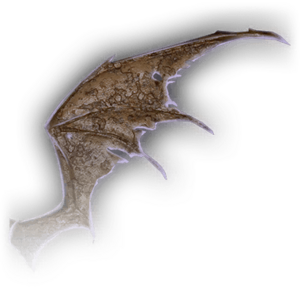 Mud Mephit Wing image