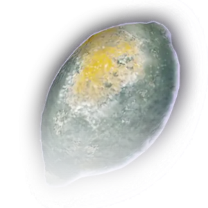 Rotten Lemon image