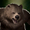 Cave Bear