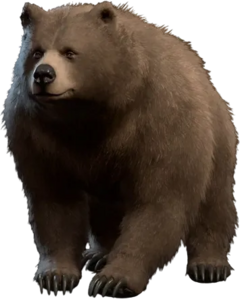 Bear wildshape model.