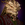 Augur Harxkellan