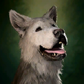 Scratch, "The goodest boy in all the realms." Dog