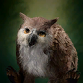 Owlbear Cub, an orphaned owlbear who can eventually help the party defeat the Netherbrain. Owlbear